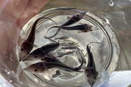 Красноярскнефтепродукт выпустит в Енисей около 10 тысяч мальков краснокнижных рыб